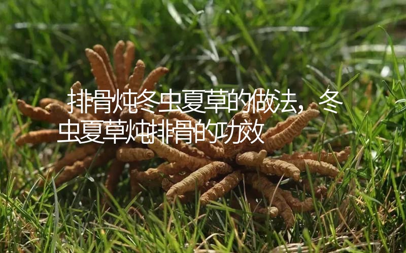 排骨燉冬蟲夏草的做法，冬蟲夏草燉排骨的作用