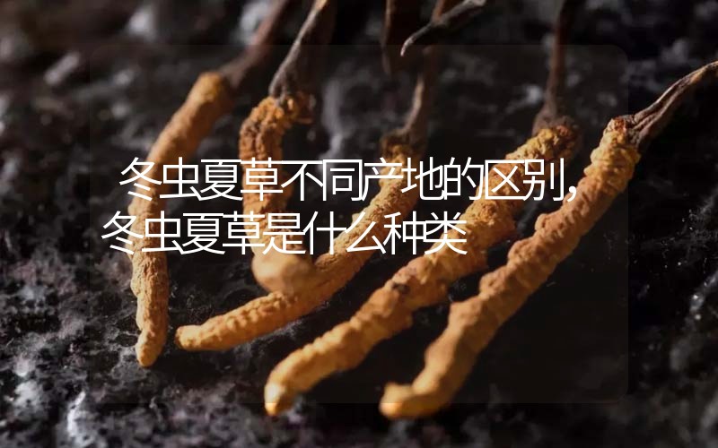 冬蟲夏草不同產(chǎn)地的區(qū)別，冬蟲夏草是什么種類