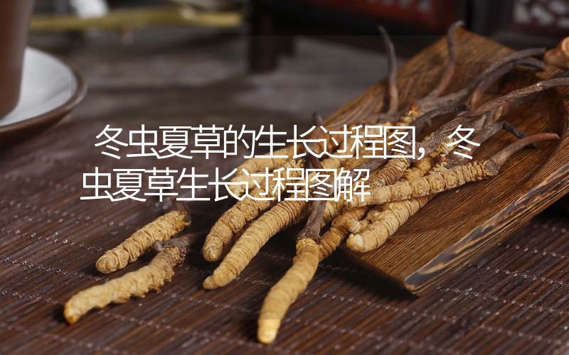 冬蟲夏草的生長(zhǎng)過程圖，冬蟲夏草生長(zhǎng)過程圖解