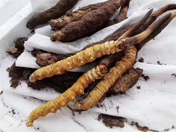 冬蟲夏草和三棱豆搭配的吃法