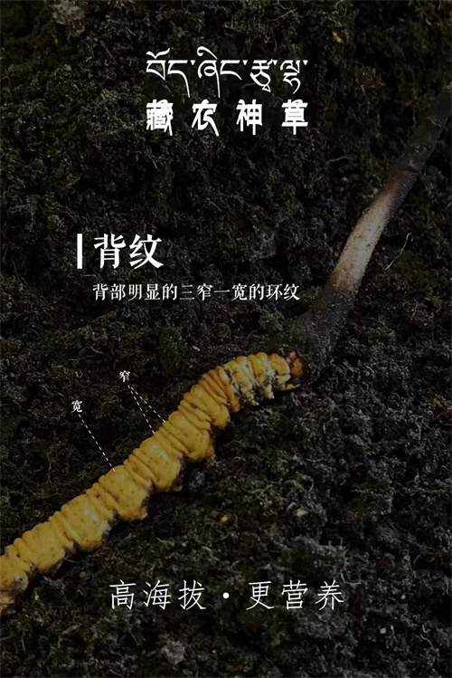 吃冬蟲夏草不會(huì)導(dǎo)致上火 還有降火的作用