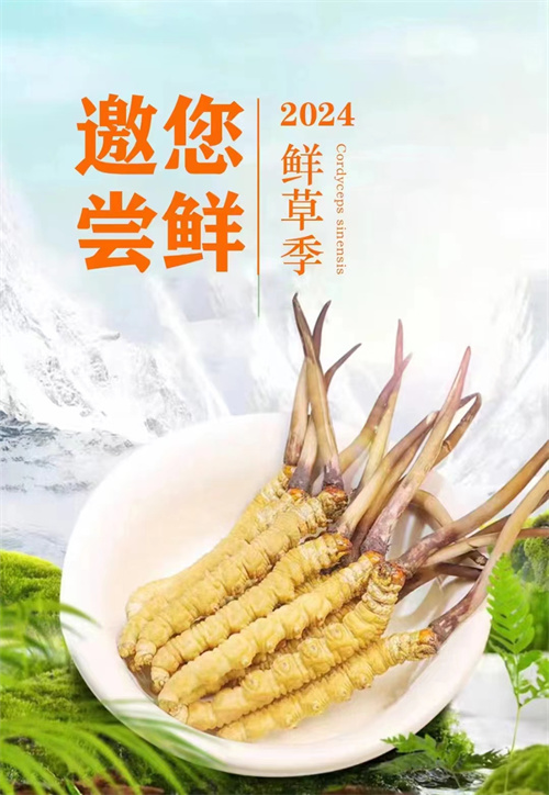 冬蟲夏草能止咳嗎 冬蟲夏草能夠滋補(bǔ)肺腎