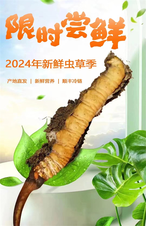 腎炎的人喝冬蟲夏草能好嗎 冬蟲夏草可以保護(hù)腎臟