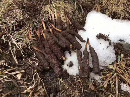 冬蟲夏草真的生長在雪山之巔嗎？揭秘其生長環(huán)境與獨特價值