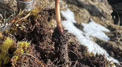 冬蟲夏草西藏新鮮：雪域高原的"黃金草"與生命密碼